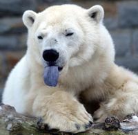 polar-bear-tongue